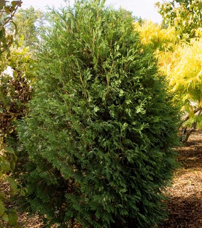 Arborvitae Technito®